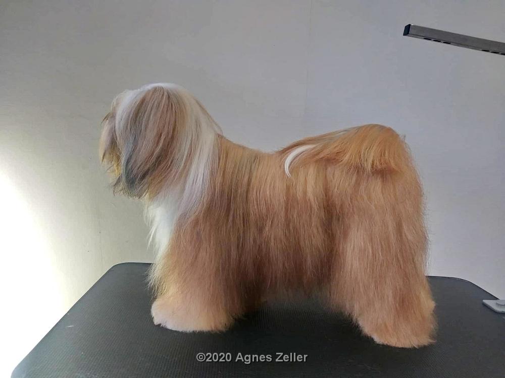 Tinghsa Bells Tibetan Terrier Pflege q