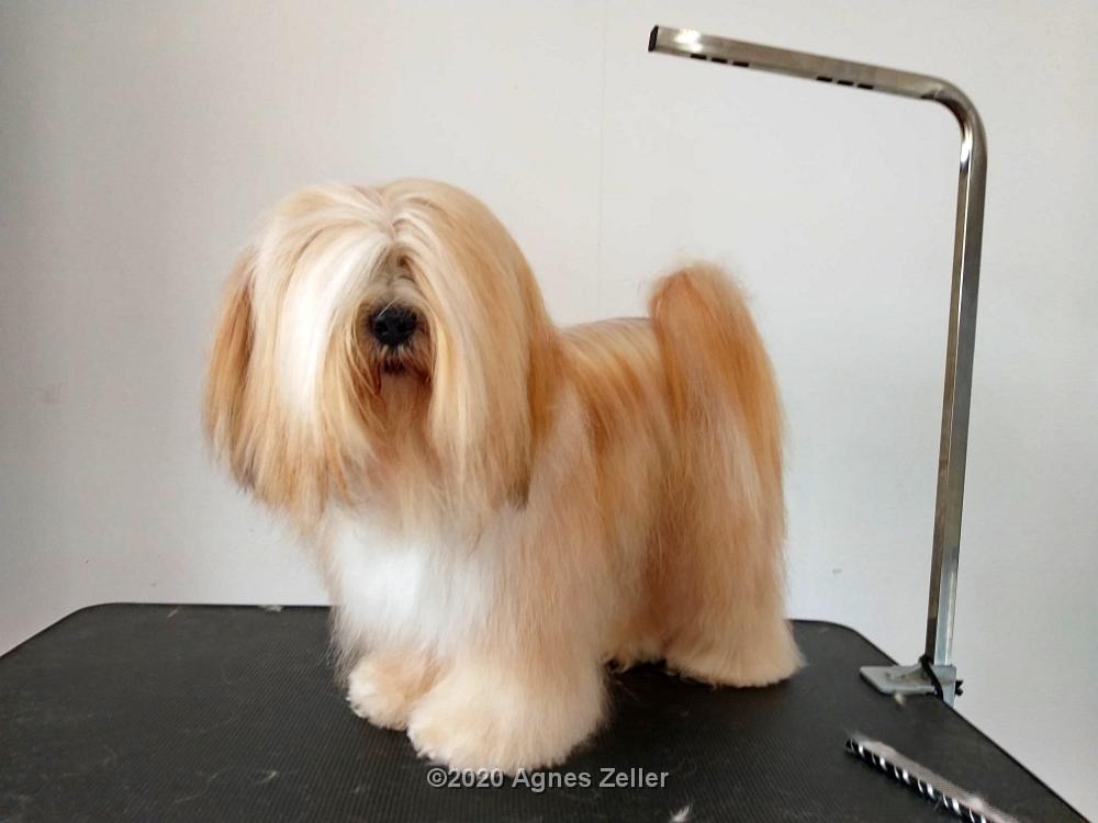 Tinghsa Bells Tibetan Terrier Pflege r