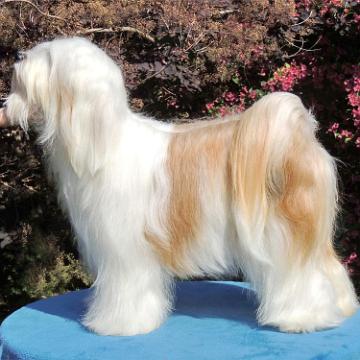 Tinghsa Bells Tibetan Terrier Pflege 1