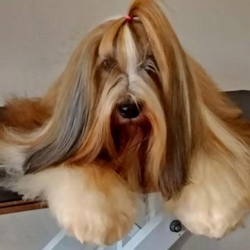 Tinghsa Bells Tibetan Terrier Pflege 2