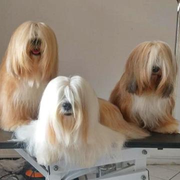 Tinghsa Bells Tibetan Terrier Pflege 5