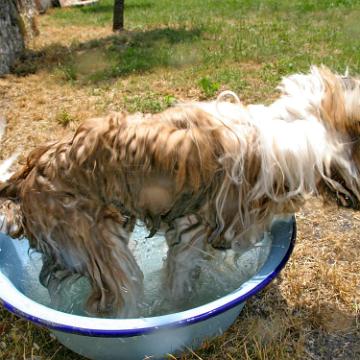 Tinghsa Bells Tibetan Terrier Pflege b