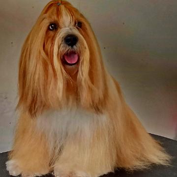 Tinghsa Bells Tibetan Terrier Pflege c