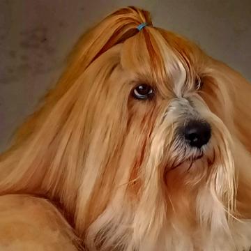 Tinghsa Bells Tibetan Terrier Pflege d