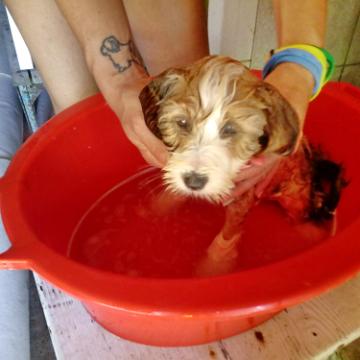 Tinghsa Bells Tibetan Terrier Pflege j