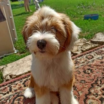 Tinghsa Bells Tibetan Terrier Pflege l