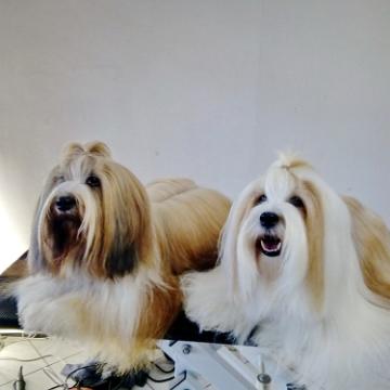 Tinghsa Bells Tibetan Terrier Pflege o