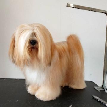 Tinghsa Bells Tibetan Terrier Pflege r