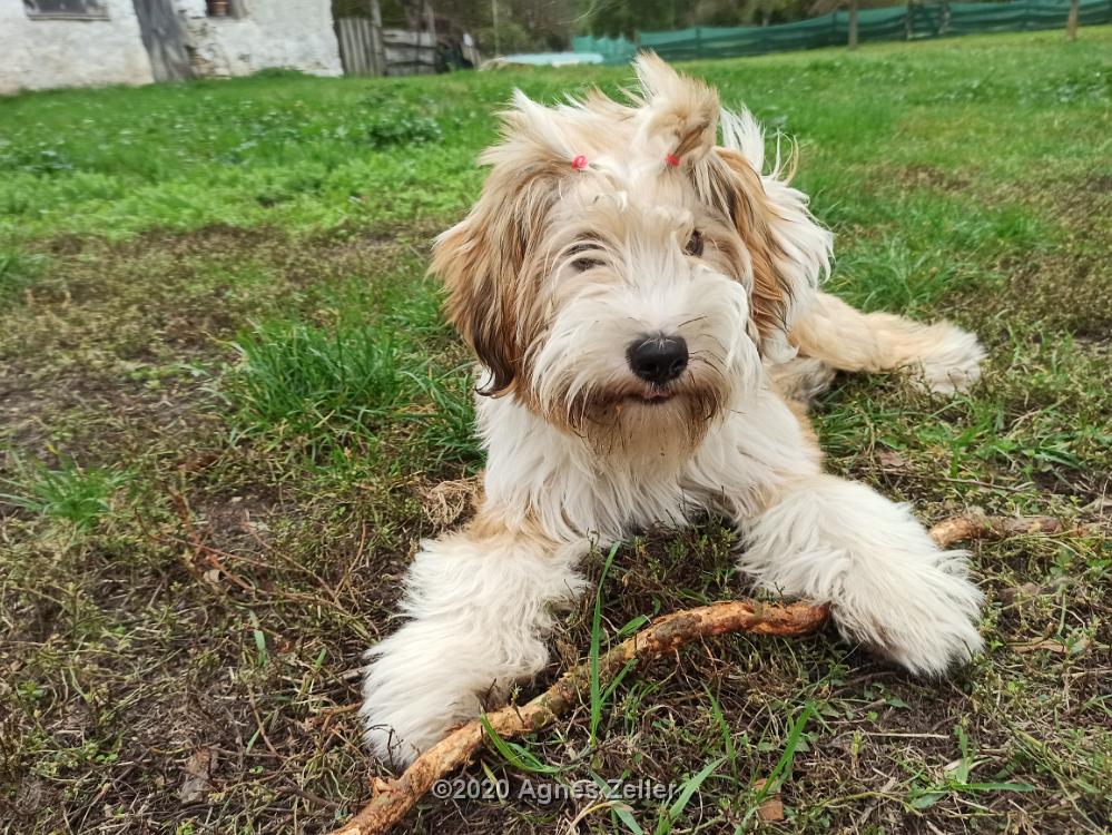 Tibetan Terrier - Tinghsa Bells Hima Laya 1