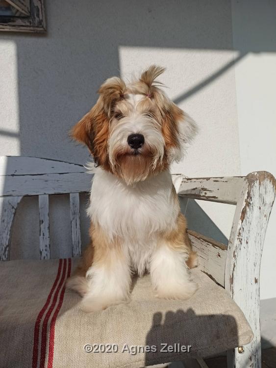 Tibetan Terrier - Tinghsa Bells Hima Laya 2