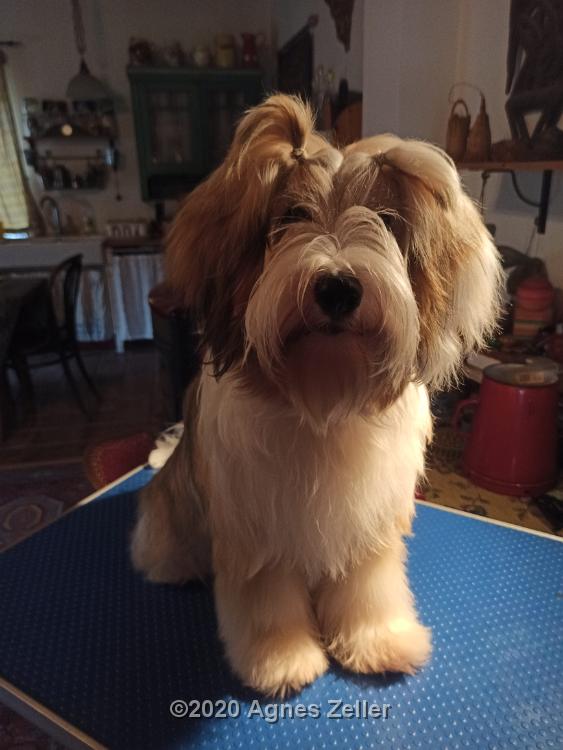 Tibetan Terrier - Tinghsa Bells Hima Laya 3