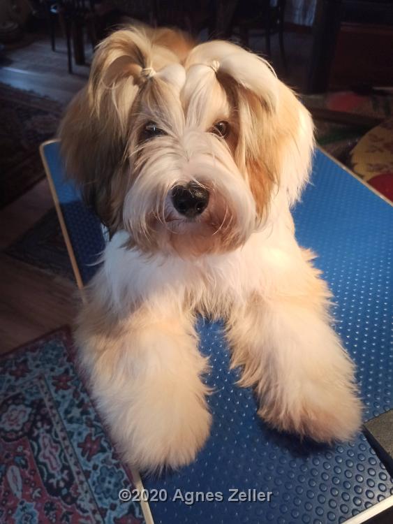 Tibetan Terrier - Tinghsa Bells Hima Laya 5