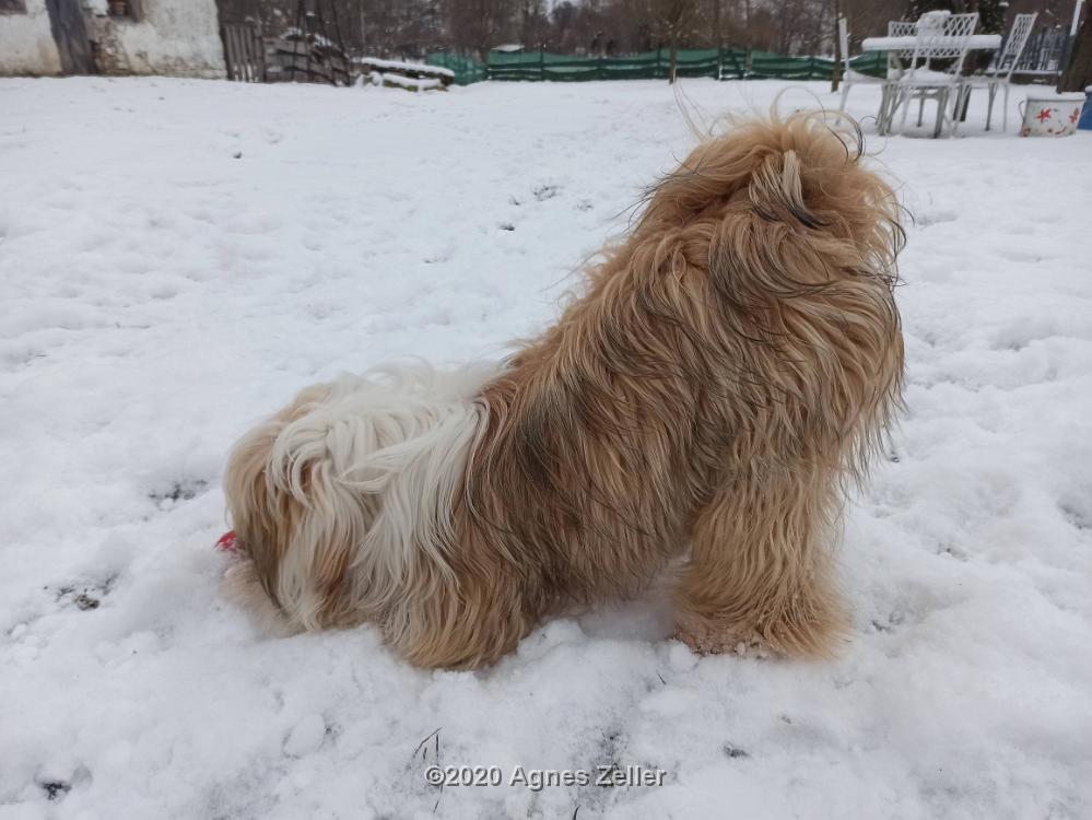 Tibetan Terrier - Tinghsa Bells Hima Laya 6