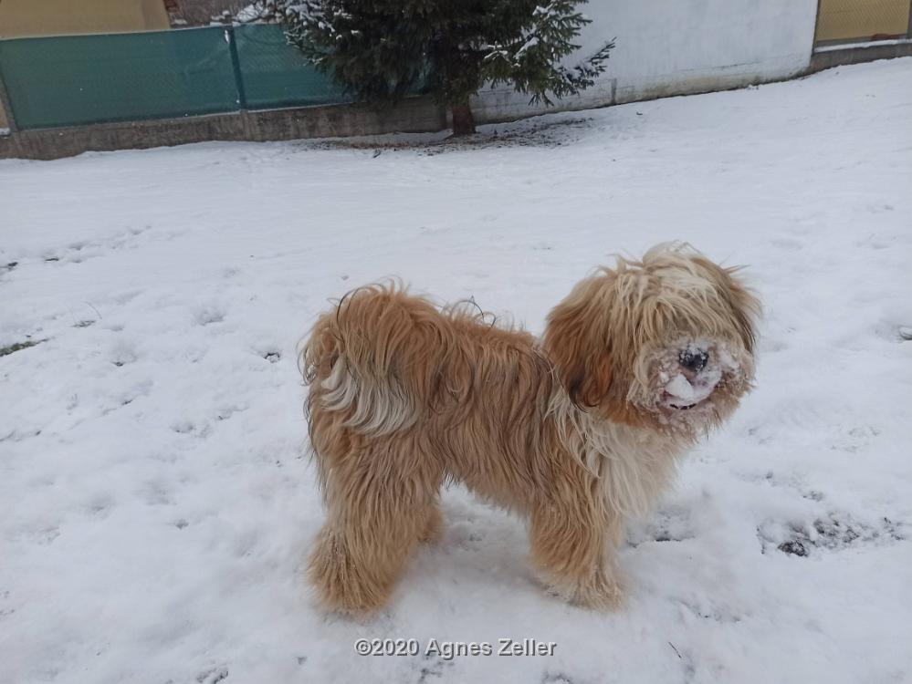 Tibetan Terrier - Tinghsa Bells Hima Laya 7