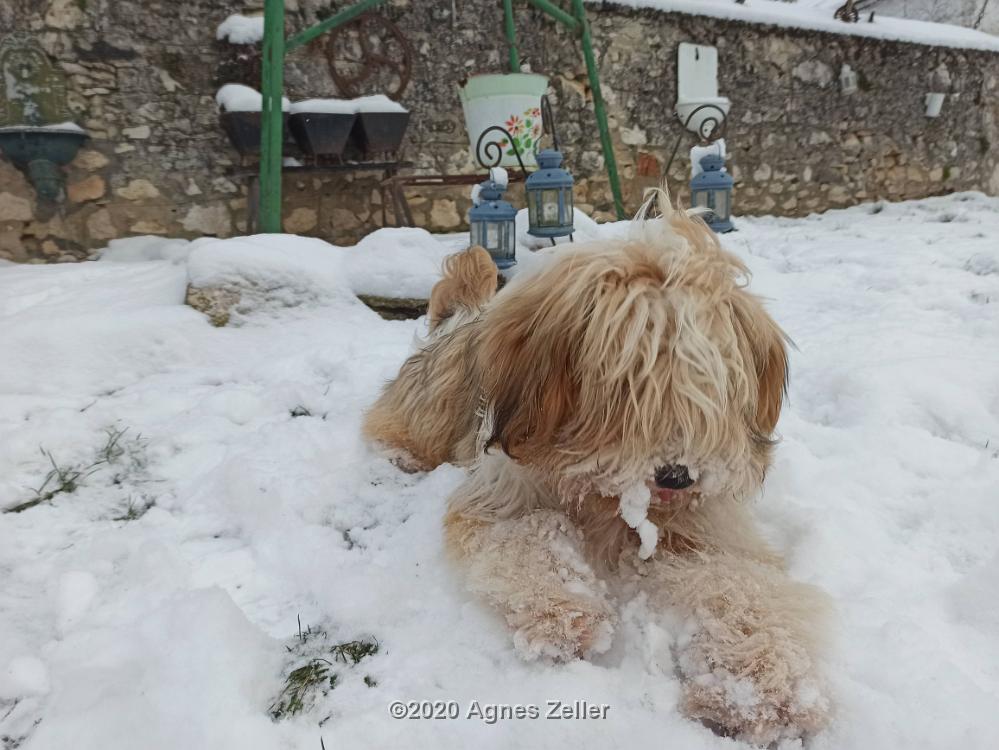 Tibetan Terrier - Tinghsa Bells Hima Laya 8