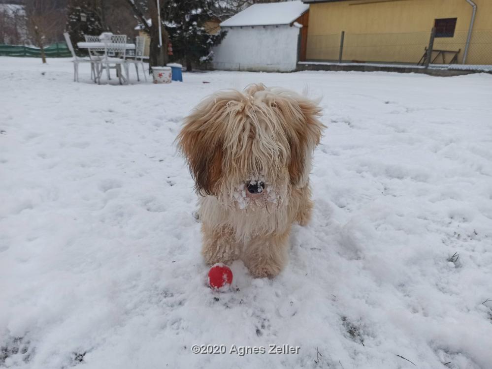 Tibetan Terrier - Tinghsa Bells Hima Laya 9