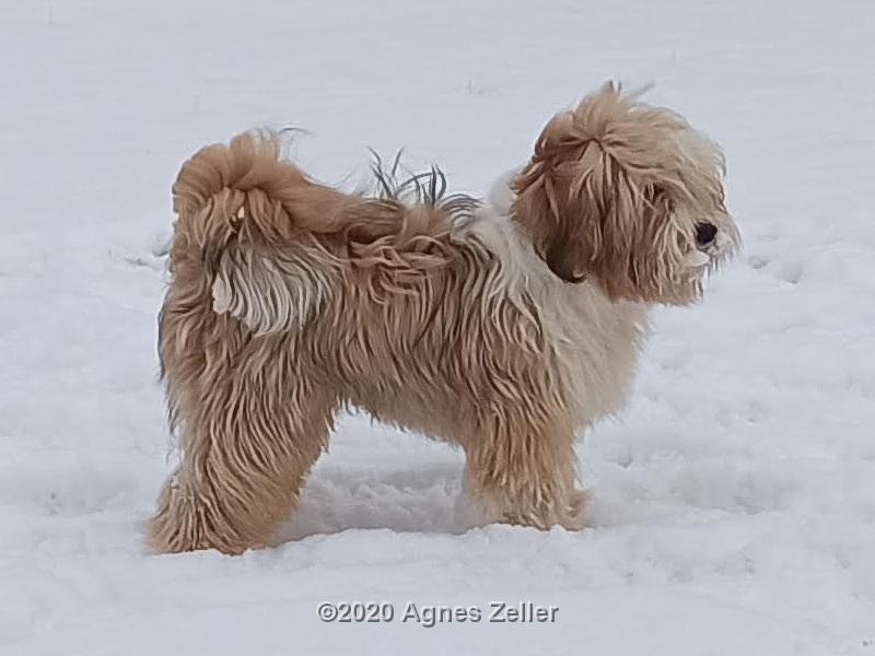 Tinghs Bells Tibetan Terrier Laya 4