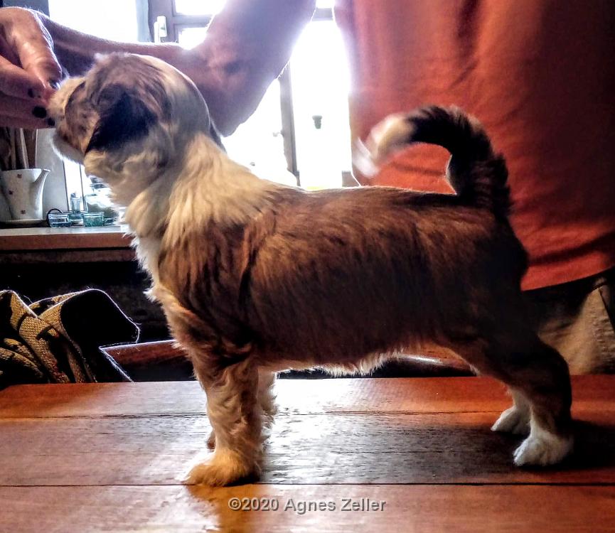 Tinghsa Bells Tibetan Terrier 01