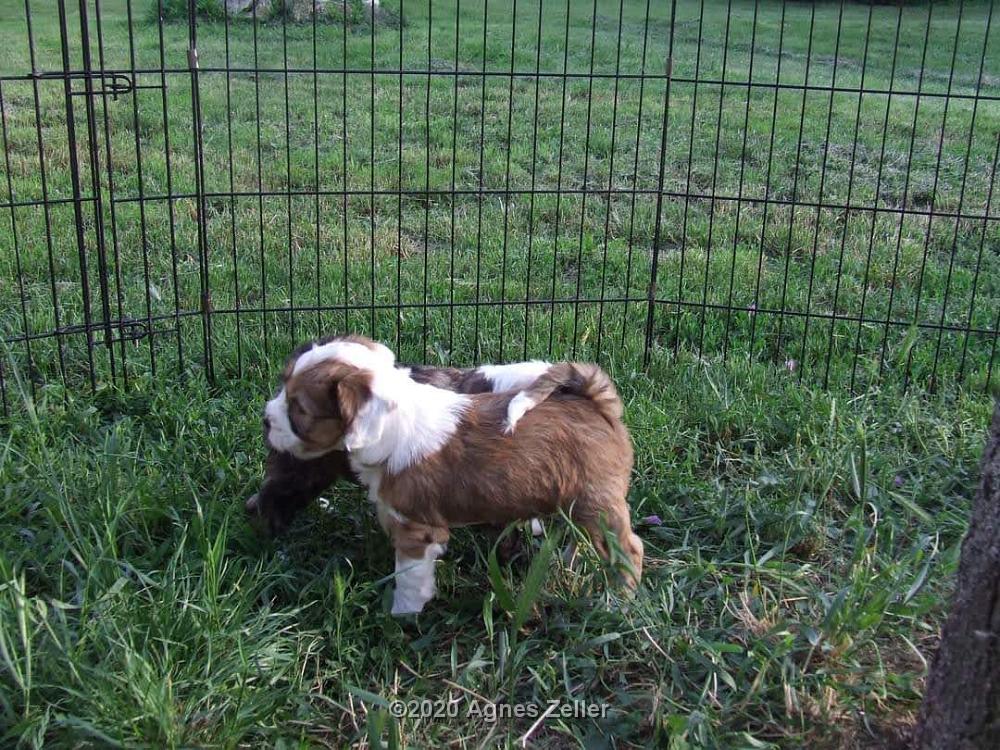 Tinghsa Bells Tibetan Terrier 0118