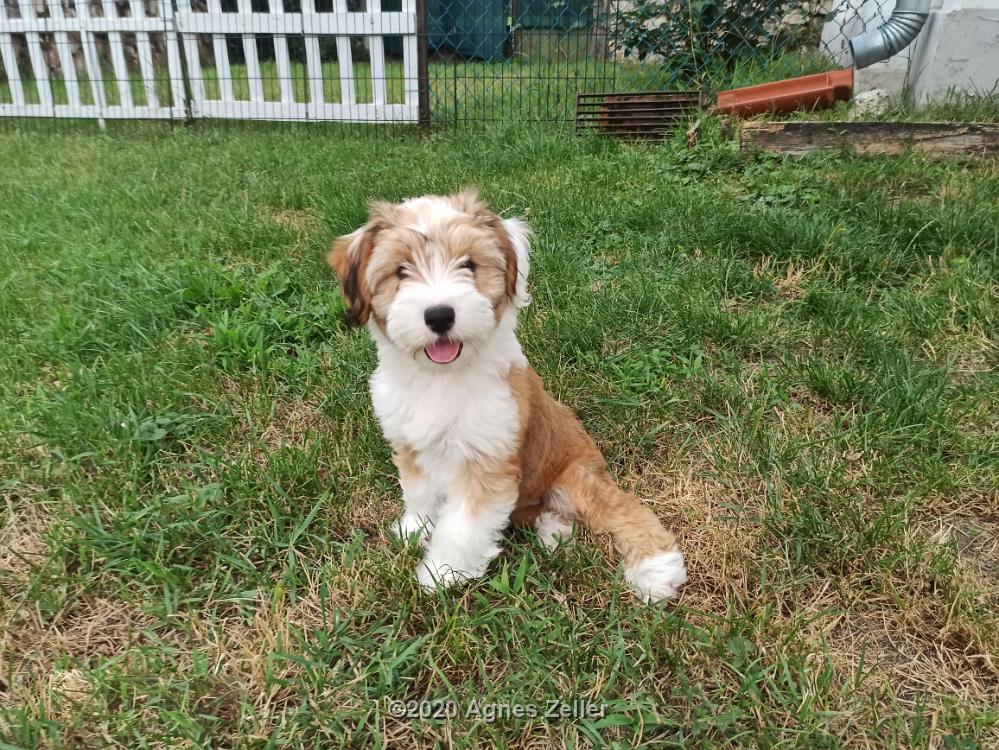 Tinghsa Bells Tibetan Terrier 0119