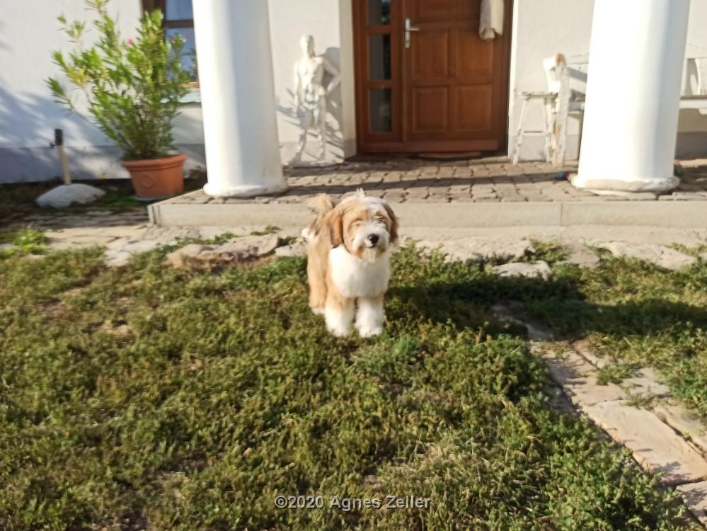 Tinghsa Bells Tibetan Terrier 0120