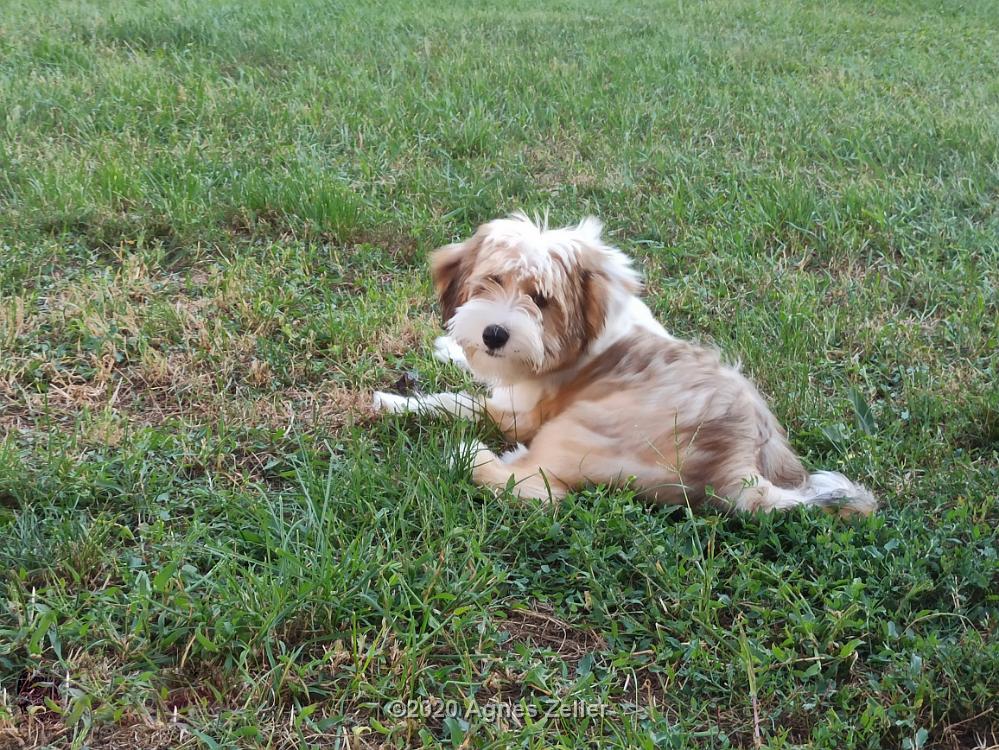 Tinghsa Bells Tibetan Terrier 0121