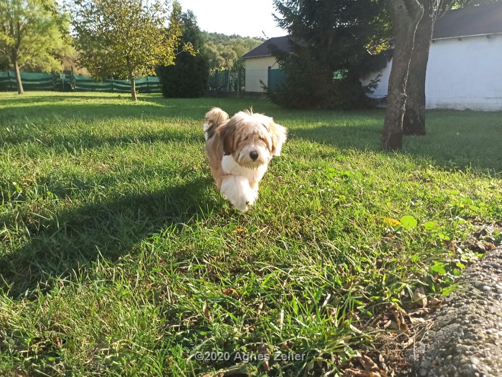 Tinghsa Bells Tibetan Terrier 0122