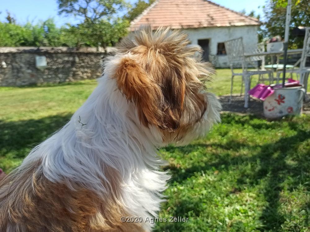 Tinghsa Bells Tibetan Terrier 0124