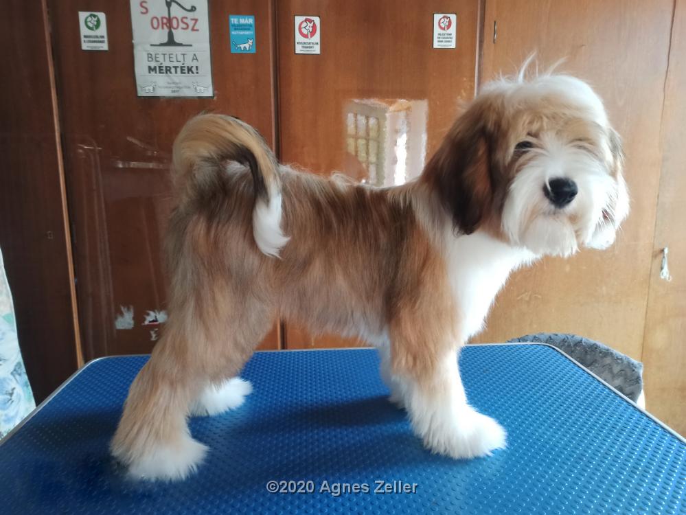 Tinghsa Bells Tibetan Terrier 0125