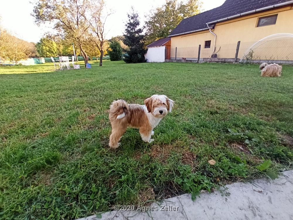 Tinghsa Bells Tibetan Terrier 0130