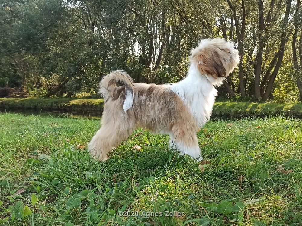 Tinghsa Bells Tibetan Terrier 0132