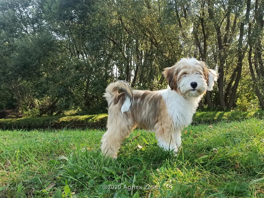 Tinghsa Bells Tibetan Terrier 0133