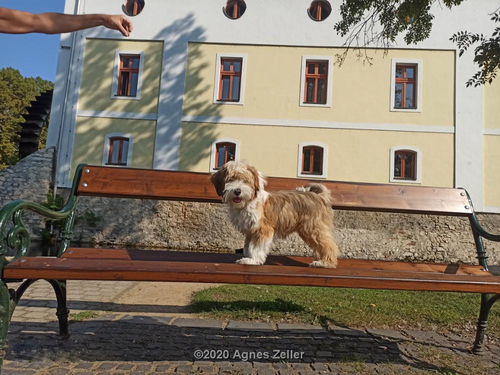 Tinghsa Bells Tibetan Terrier 0134