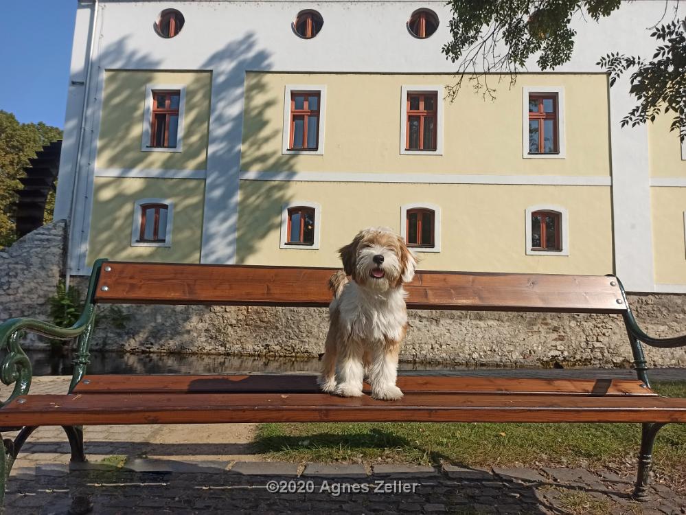 Tinghsa Bells Tibetan Terrier 0135