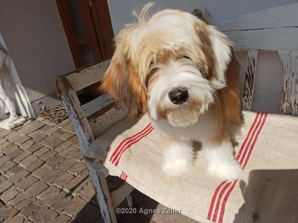 Tinghsa Bells Tibetan Terrier 0138