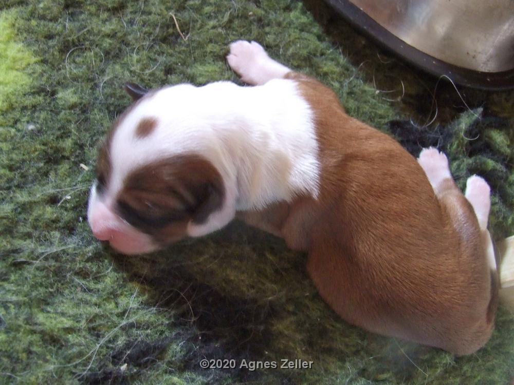 Tinghsa Bells Tibetan Terrier 0139