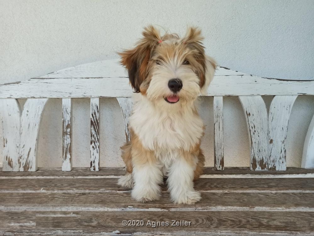 Tinghsa Bells Tibetan Terrier Hima Laya 03