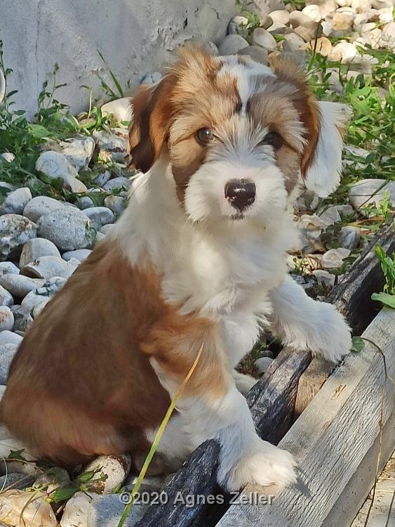 Tinghsa Bells Tibetan Terrier Hima Laya 1