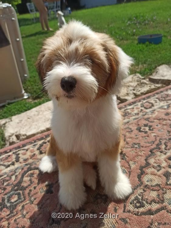 Tinghsa Bells Tibetan Terrier Hima Laya 2