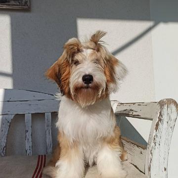 Tibetan Terrier - Tinghsa Bells Hima Laya 2