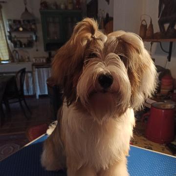 Tibetan Terrier - Tinghsa Bells Hima Laya 3