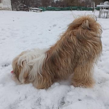 Tibetan Terrier - Tinghsa Bells Hima Laya 6