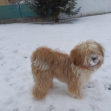 Tibetan Terrier - Tinghsa Bells Hima Laya 7