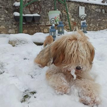 Tibetan Terrier - Tinghsa Bells Hima Laya 8