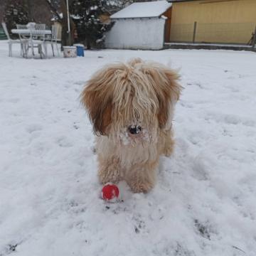 Tibetan Terrier - Tinghsa Bells Hima Laya 9