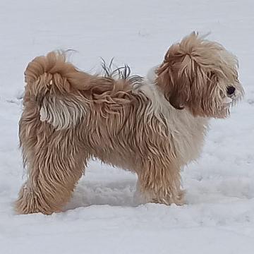 Tinghs Bells Tibetan Terrier Laya 4