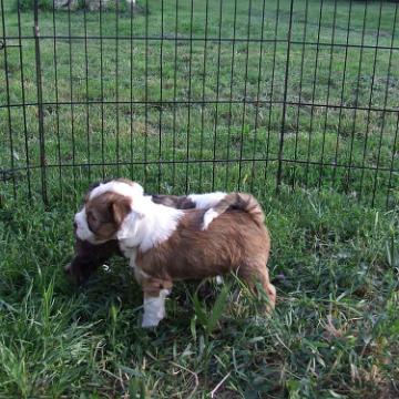 Tinghsa Bells Tibetan Terrier 0118