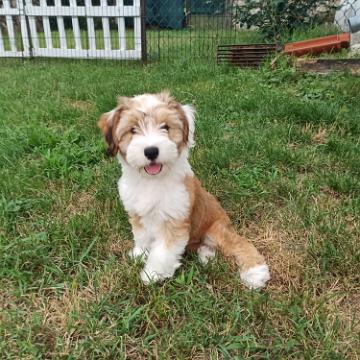 Tinghsa Bells Tibetan Terrier 0119