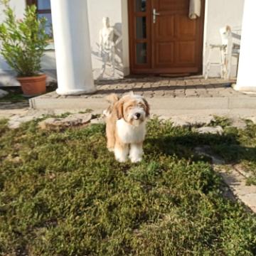 Tinghsa Bells Tibetan Terrier 0120