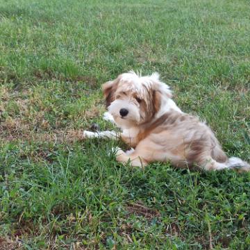 Tinghsa Bells Tibetan Terrier 0121